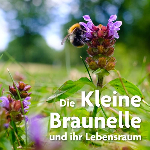 Die Kleine Braunelle – Loki Schmidt Stiftung Die Kleine Braunelle – Loki Schmidt Stiftung