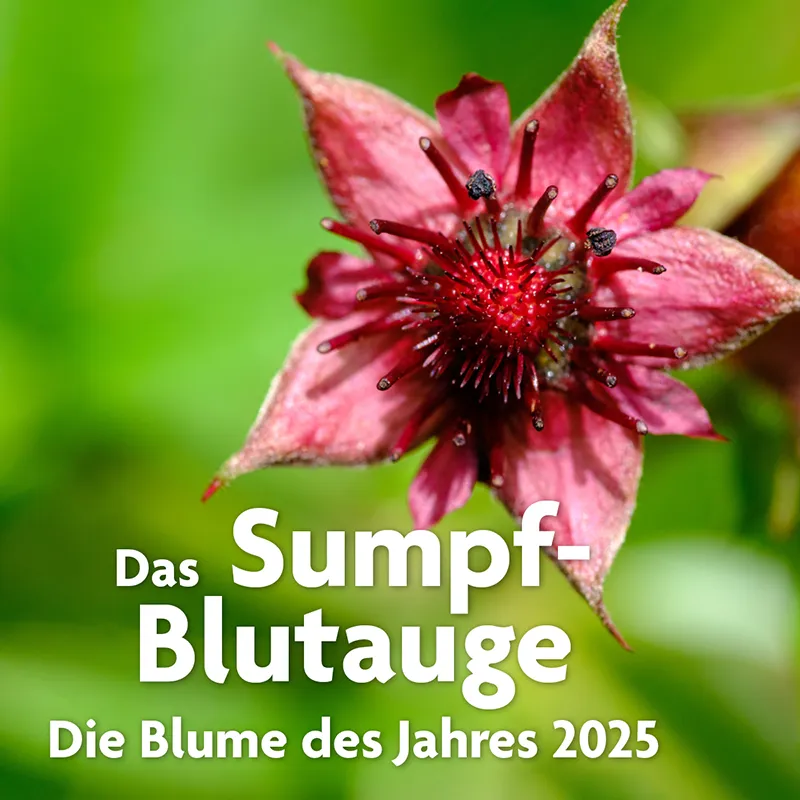 Blume des Jahres 2025 – Loki Schmidt Stiftung, Foto: Julian Denstorf Blume des Jahres 2025 – Loki Schmidt Stiftung, Foto: Julian Denstorf