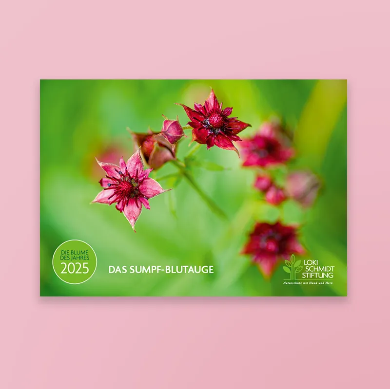 Kalender zur Blume des Jahres 2025 – Loki Schmidt Stiftung Kalender zur Blume des Jahres 2025 – Loki Schmidt Stiftung