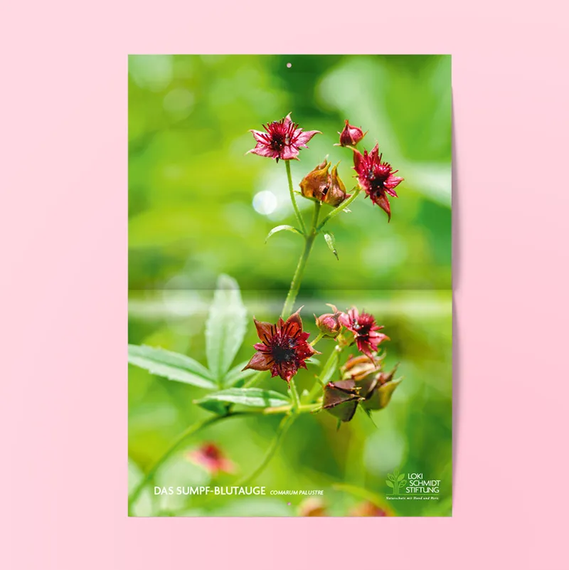 Kalender zur Blume des Jahres 2025 – Loki Schmidt Stiftung Kalender zur Blume des Jahres 2025 – Loki Schmidt Stiftung